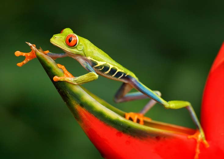 Red-eyed tree frog