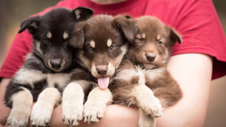 Alaskan husky puppies held on the ship